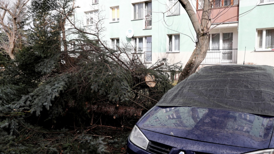 Powalone przez wiatr drzewa niszyczyły zaparkowane nieopodal samochody. Fot. archiwum/PAP/Grzegorz Momot