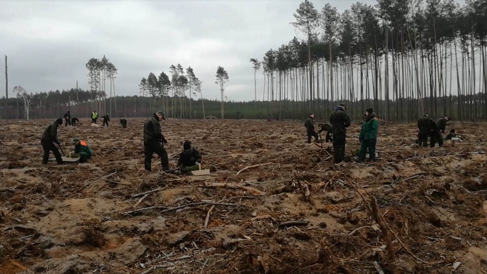 Oprócz wiosennej odbędzie się także jesienna akcja sadzenia lasu z udziałem uczniów tucholskiego technikum. Fot. Maciej Wilkowski