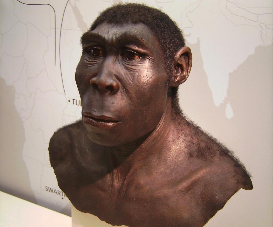 Plastyczna rekonstrukcja popiersia Homo erectus (Muzeum Archeologiczne w Herne)/fot. Wikipedia