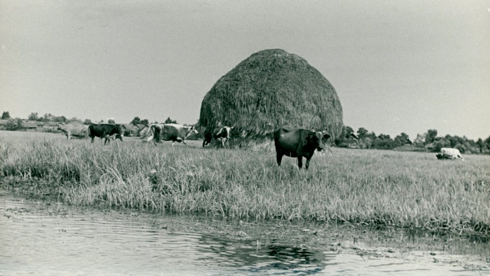 Krajobraz poleski nad Piną, lata 30. Fot. H. Poddębski
