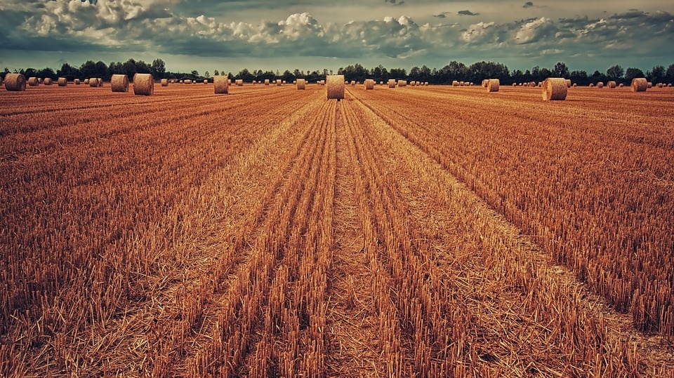 Rolnicy zbierają z pól pszenice i rzepak. Ziarna są spieczone, o połowę mniejsze, niż w mniej suchych latach./fot. Pixabay