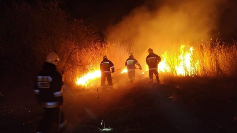 Spłonęło 10 hektarów trzcin nad Gopłem. Strażacy pracowali całą noc