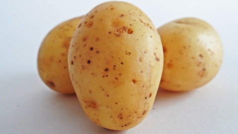 Gardena: super ziemniak wyhodowany m.in. przez uczonych z UTP