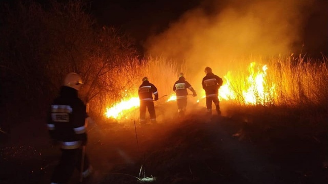 Spłonęło 10 hektarów trzcin nad Gopłem. Strażacy pracowali całą noc