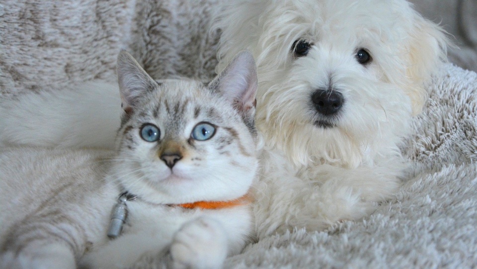 Testom poddano tysiące - pobranych od, psów i kotów - próbek, które zostały dostarczone przez laboratoria referencyjne IDEXX na całym świecie. Fot. Pixabay.com