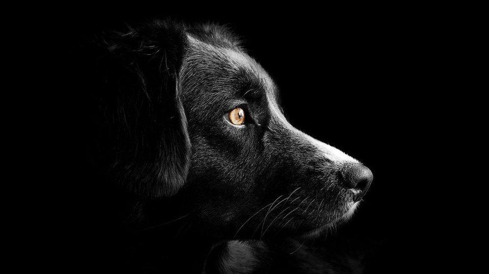 38-latce postawiono zarzut dotyczący zabicia psa ze szczególnym okrucieństwem/fot. Pixabay
