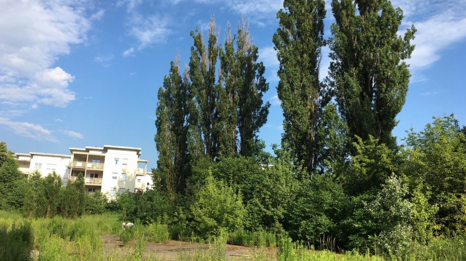 Mieszkańcy Bydgoszczy - ale nie tylko - zaopiekują się drzewkami, które wyrosły na działce przy ulicy Karłowicza, a teraz muszą zostać wykarczowane. Fot. Elżbieta Rupniewska