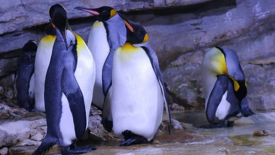 Jak będzie wyglądało bydgoskie biegunarium, czyli część zoo z takimi zwierzętami jak niedźwiedzie polarne, pingwiny, foki i renifery? Fot. Pixabay