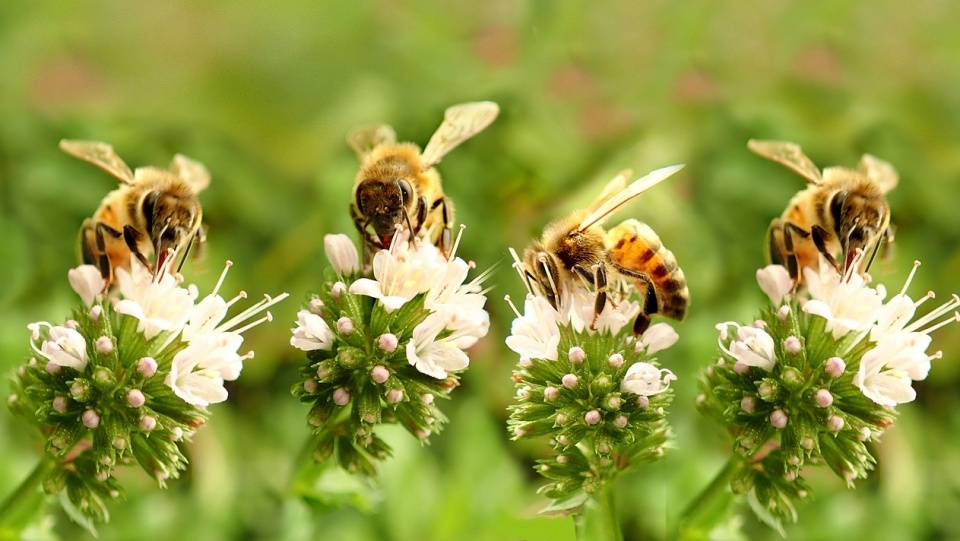 Pszczoły oprócz zapylania roślin, dostarczają miodu, propolisu, pszczelego wosku, mleczka, pyłku.Fot. Pixabay.com