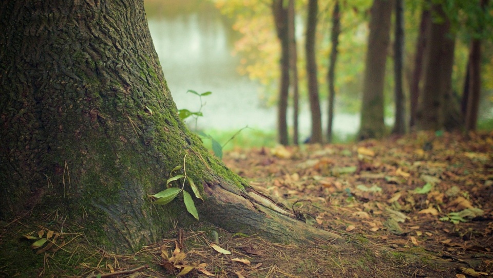 Drzewa pomagają nam się też zrelaksować. Docenili to Japończycy. Fot. Pixabay.com