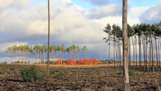 Cztery lata temu kataklizm zniszczył tysiące hektarów lasu Co udało się w tym czasie zrobić leśnikom