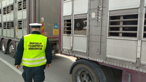 W tych ciężarówkach wieziono za dużo krów WITD nakazał wyprowadzić część zwierząt