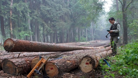 W lasach Kujaw i Pomorza pracuje prawie 1,5 tysiąca leśników. Świętują 12 lipca [wideo]