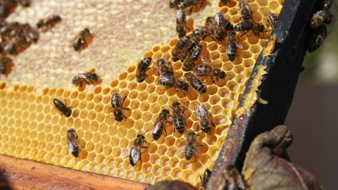 Bez nich ani upraw, ani miodu. Ile polska gospodarka zyskuje na pszczołach