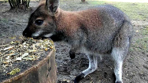 Peanut i Shelly z myślęcińskiego ZOO. Fot. Dominika Gulda