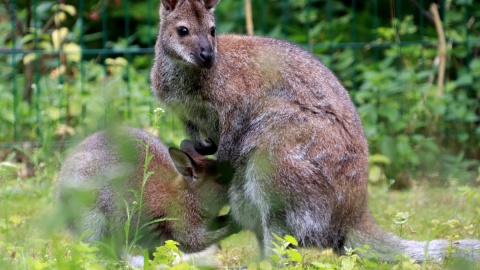Peanut i Shelly z myślęcińskiego ZOO. Fot. facebook.com/Ogród Zoologiczny w Bydgoszczy