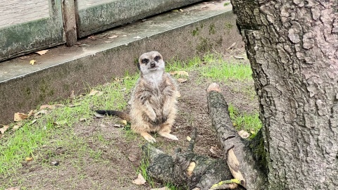Gwiazdami kolejnej odsłony naszego cyklu „ZOOReporter” były surykatki/fot.: Izabela Langner