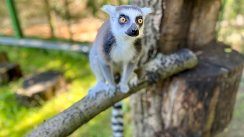 Lemury błyskawicznie polubiły się z naszym aparatem/fot.: Izabela Langner