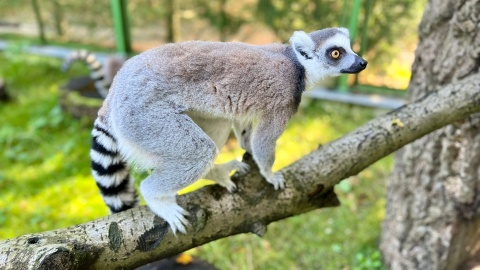 Lemury błyskawicznie polubiły się z naszym aparatem/fot.: Izabela Langner