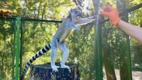 Lemury błyskawicznie polubiły się z naszym aparatem/fot.: Izabela Langner