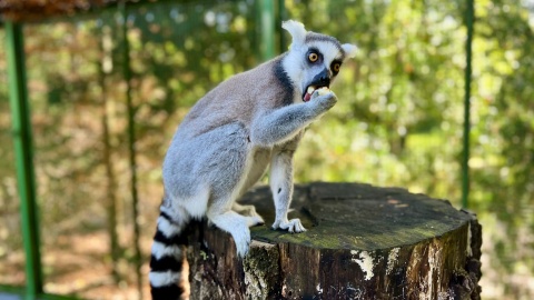 Lemury błyskawicznie polubiły się z naszym aparatem/fot.: Izabela Langner