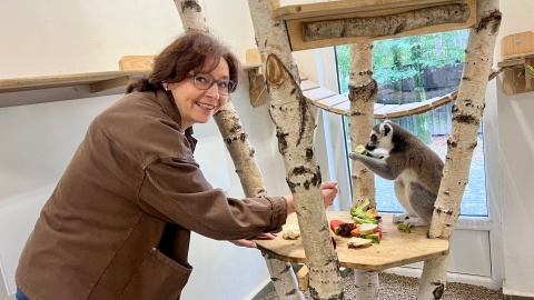 Bydgoskie lemury z bliska obserwowała Małgorzata Burchardt/fot.: Izabela Langner