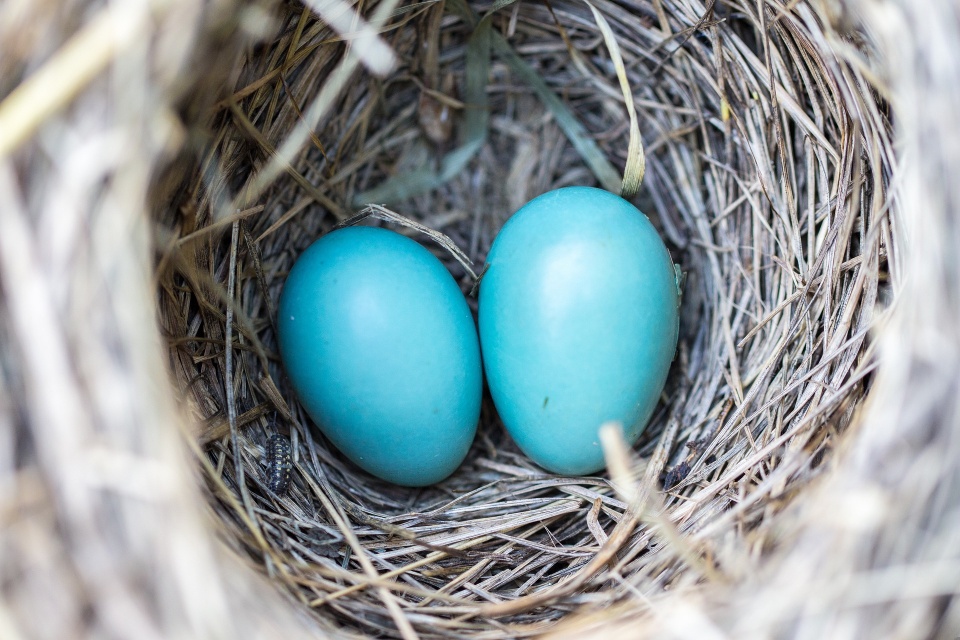 Niebieskie jajka w gnieździe. (Fot: Pixabay.com)
