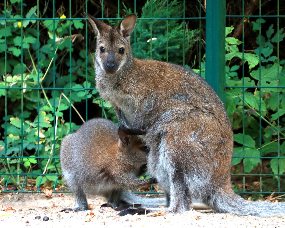 Fot. Ja mam na imię Shelly, a mała Peanut akurat dojada po śniadaniu. Fot. facebook.com/Ogród Zoologiczny w Bydgoszczy