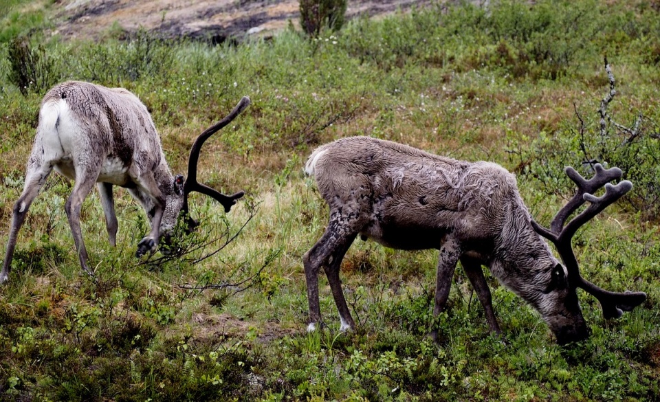 Jeszcze tylko dobry posiłek i w drogę, by zdążyć z Mikołajem do myślęcińskiego ZOO! Fot. ilustracyjna/Blendbloke/pixabay.com