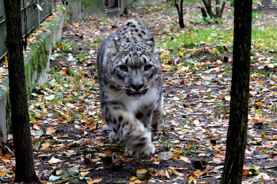 Irbis „Buba” z myślęcińskiego ZOO oczekuje swojej wybranki. Fot. zoo.bydgoszcz.com