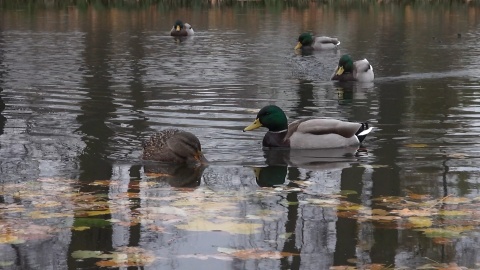 Jesień nad Kanałem Bydgoskim (jw)