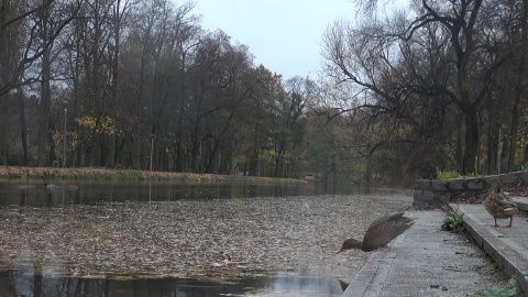 Jesień nad Kanałem Bydgoskim (jw)