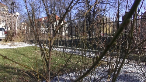W radiowym ogródku krzewy strzeliły pąkami. Już wiosna (jw)