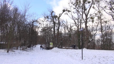 Zima w bydgoskim Parku Wolności (jw)