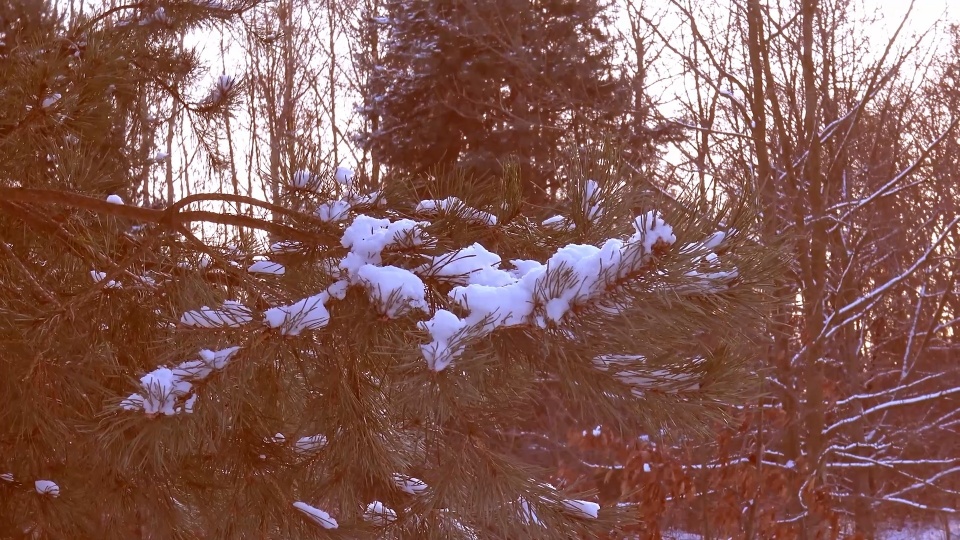 Od dawna nie było śnieżnych świąt. W tym roku są. (jw)