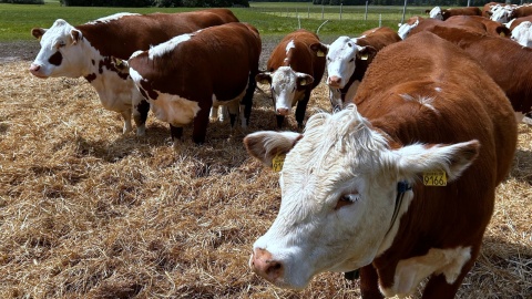 W gospodarstwie P. Iwickich w Lubiewie. For. Ireneusz Sanger