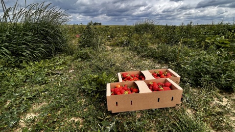 W przebadanych przez PIORiN w 2024 r. owocach truskawek na plantacjach nie wykryto przekroczeń norm pozostałości środków ochrony roślin. Fot. Ireneusz Sanger