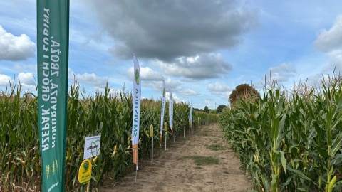 „Dzień kukurydzy” w Nekli/fot. Tomasz Kaźmierski