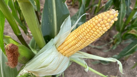 „Dzień kukurydzy” w Nekli/fot. Tomasz Kaźmierski