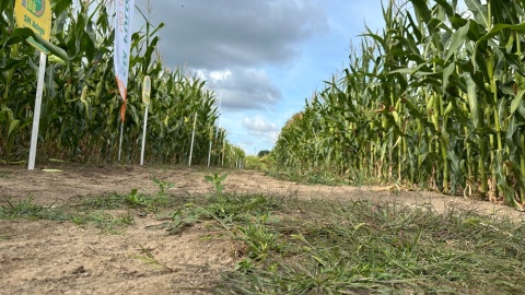 „Dzień kukurydzy” w Nekli/fot. Tomasz Kaźmierski