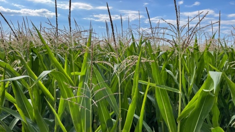 „Dzień kukurydzy” w Nekli/fot. Tomasz Kaźmierski