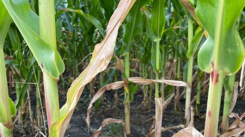 „Dzień kukurydzy” w Nekli/fot. Tomasz Kaźmierski