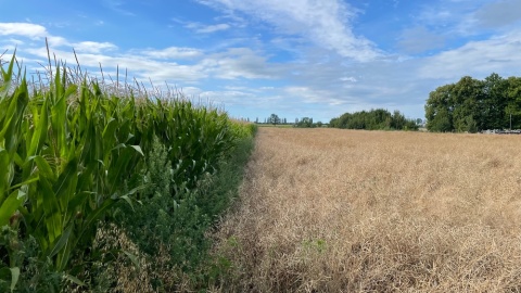 „Dzień kukurydzy” w Nekli/fot. Tomasz Kaźmierski