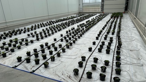 Otwarcie szklarni badawczej w Chrząstowie/fot. Tomasz Kaźmierski