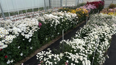 Otwarcie szklarni badawczej w Chrząstowie/fot. Tomasz Kaźmierski