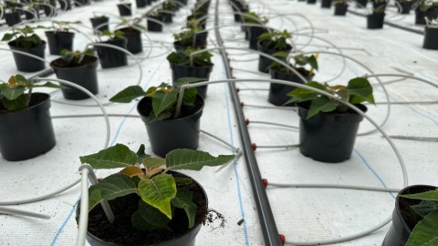 Otwarcie szklarni badawczej w Chrząstowie/fot. Tomasz Kaźmierski