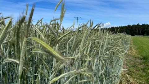 Mistrzowskie Pola Agro-Sieci w Grubnie. Fot. Ireneusz Sanger
