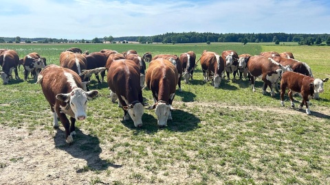 Stado krów rasy Hereford należące do P. Iwickich. Fot. Ireneusz Sanger