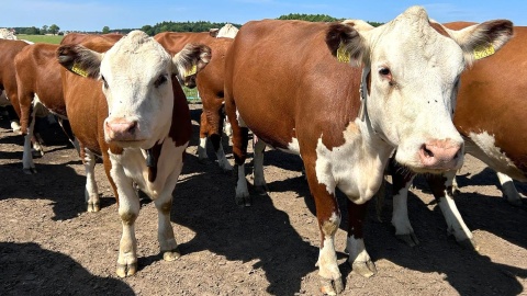 Stado krów rasy Hereford należące do P. Iwickich. Fot. Ireneusz Sanger