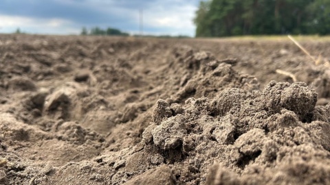 Pole po zasiewie rzepaku. Fot. Ireneusz Sanger